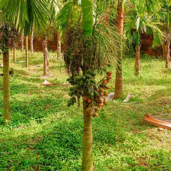 CULTIVATION PRACTICES