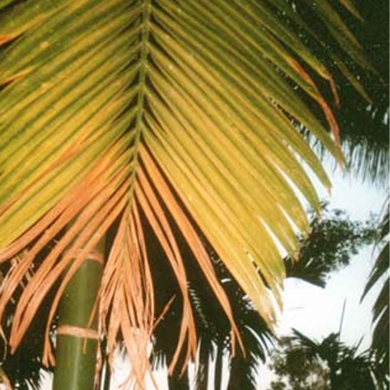 MANURING / FERTIGATION