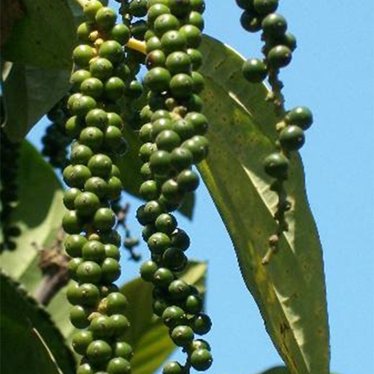 MANURING / FERTIGATION