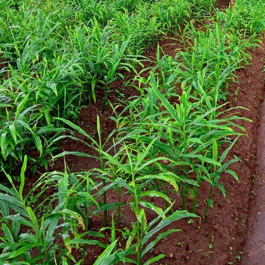 MANURING / FERTIGATION